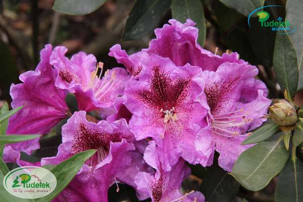 Rhododendron Violette Funken